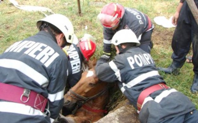 Pompierii, chemaţi să scoată un cal căzut în groapă